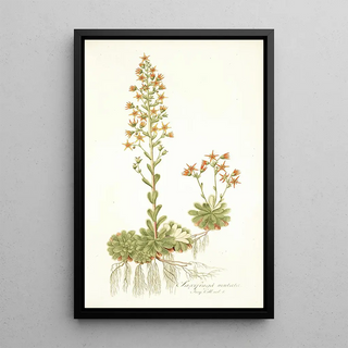 Nikolaus Joseph Freiherr von Jacquin - Saxifraga mutata.webp