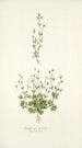 Saxifraga petaea - Nikolaus Joseph Freiherr von Jacquin — visning af kunstværket