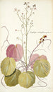 Saxifraga stolonifera - Nikolaus Joseph Freiherr von Jacquin — visning af kunstværket