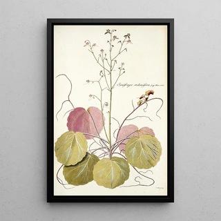 Nikolaus Joseph Freiherr von Jacquin - Saxifraga stolonifera.webp