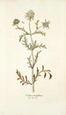 Scabiosa monspeliensis - Nikolaus Joseph Freiherr von Jacquin — visning af kunstværket