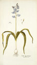Scilla hyacinthoides - Nikolaus Joseph Freiherr von Jacquin — visning af kunstværket