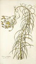 Senecio graminifolius - Nikolaus Joseph Freiherr von Jacquin — visning af kunstværket
