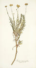 Senecio rosmarinifolius - Nikolaus Joseph Freiherr von Jacquin — visning af kunstværket