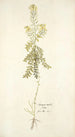 Sinapis millefolia - Nikolaus Joseph Freiherr von Jacquin — visning af kunstværket