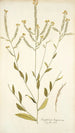 Sisymbrium hispanicum - Nikolaus Joseph Freiherr von Jacquin — visning af kunstværket