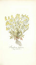 Sisymbrium lippizense - Nikolaus Joseph Freiherr von Jacquin — visning af kunstværket