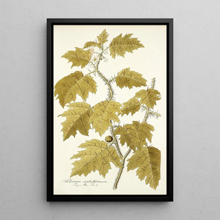 Nikolaus Joseph Freiherr von Jacquin - Solanum aculeatissimum.webp