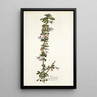 Nikolaus Joseph Freiherr von Jacquin - Solanum aggregatum.webp