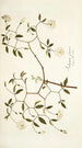 Solanum fugax - Nikolaus Joseph Freiherr von Jacquin — visning af kunstværket