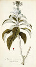 Solanum giganteum - Nikolaus Joseph Freiherr von Jacquin — visning af kunstværket