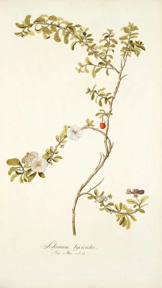Nikolaus Joseph Freiherr von Jacquin - Solanum lycioides.webp