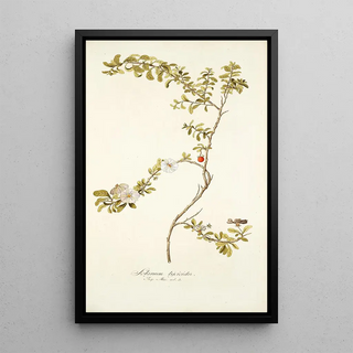 Nikolaus Joseph Freiherr von Jacquin - Solanum lycioides.webp