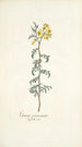 Solanum peruvianum - Nikolaus Joseph Freiherr von Jacquin — visning af kunstværket