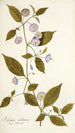 Solanum stellatum - Nikolaus Joseph Freiherr von Jacquin — visning af kunstværket