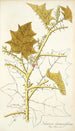 Solanum stramonifolium - Nikolaus Joseph Freiherr von Jacquin — visning af kunstværket