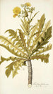 Sonchus fruticosus-maleri - Nikolaus Joseph Freiherr von Jacquin — visning af kunstværket