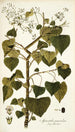 Spananthe paniculata - Nikolaus Joseph Freiherr von Jacquin — visning af kunstværket