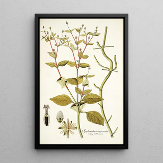 Nikolaus Joseph Freiherr von Jacquin - Spilanthus exasperata.webp