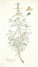 Stachys rugosa - Nikolaus Joseph Freiherr von Jacquin — visning af kunstværket