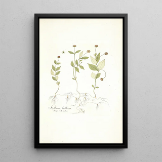 Nikolaus Joseph Freiherr von Jacquin - Stellaria bulbosa.webp