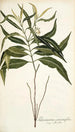 Tabernaemontana persicariaefolia - Nikolaus Joseph Freiherr von Jacquin — visning af kunstværket