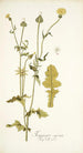 Thagopogon capensis - Nikolaus Joseph Freiherr von Jacquin — visning af kunstværket