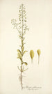 Thlaspi alliaceum - Nikolaus Joseph Freiherr von Jacquin — visning af kunstværket