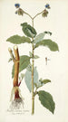 Tradescantia erecta - Nikolaus Joseph Freiherr von Jacquin — visning af kunstværket
