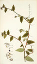 Tradescantia multiflora - Nikolaus Joseph Freiherr von Jacquin — visning af kunstværket
