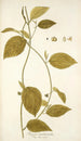 Tragia involucrata - Nikolaus Joseph Freiherr von Jacquin — visning af kunstværket