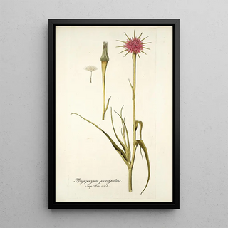 Nikolaus Joseph Freiherr von Jacquin - Tragopogon porrifolius.webp
