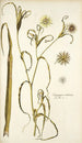 Tragopogon undulatus - Nikolaus Joseph Freiherr von Jacquin — visning af kunstværket