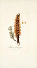 Tremella clavariaeformis - Nikolaus Joseph Freiherr von Jacquin — visning af kunstværket