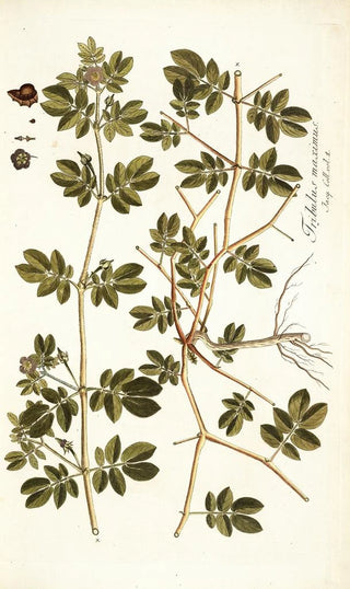 Nikolaus Joseph Freiherr von Jacquin - Tribulus maximus.webp