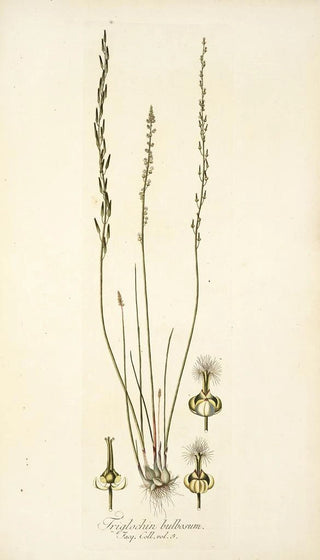 Nikolaus Joseph Freiherr von Jacquin - Triglochin bulbosum.webp