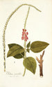 Verbena mutabilis - Nikolaus Joseph Freiherr von Jacquin — visning af kunstværket