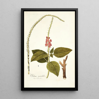 Nikolaus Joseph Freiherr von Jacquin - Verbena mutabilis.webp