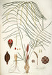 Zamia angustifolia - Nikolaus Joseph Freiherr von Jacquin — visning af kunstværket