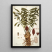 Zamia integrifolia - Nikolaus Joseph Freiherr von Jacquin — indrammet kunstværk på væggen