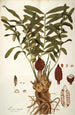 Zamia integrifolia - Nikolaus Joseph Freiherr von Jacquin — visning af kunstværket
