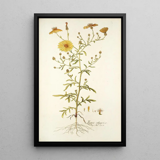 Nikolaus Joseph Freiherr von Jacquin - Zoegea aleppica.webp