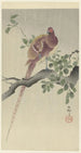 Faisan cuivré - Ohara Koson — visning af kunstværket
