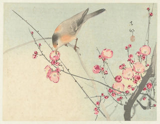 Oiseau chanteur sur une branche en fleurs - Ohara Koson — visning af kunstværket