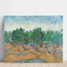Reproduktion af maleriet Oliveraie-maleri - Vincent Van Gogh