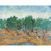 Reproduktion af maleriet Oliveraie-maleri - Vincent Van Gogh