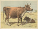 Vache - Oluf August Hermansen — visning af kunstværket