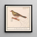 Ortolan Emberiza hortulana - Anselmus Botius de Boodt — indrammet kunstværk på væggen