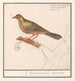 Ortolan Emberiza hortulana - Anselmus Botius de Boodt — visning af kunstværket
