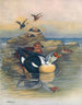 Eider à tête grise II - Otto Murray Dixon — visning af kunstværket